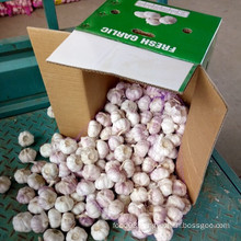 Fresh Garlic Packed in 10kg Carton for Russia Market